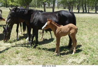 216 a0y. Argentina Eclipse Day - horses