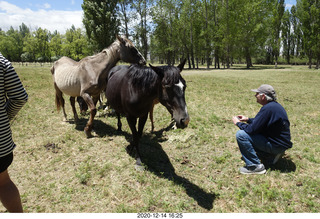 217 a0y. Argentina Eclipse Day - horses