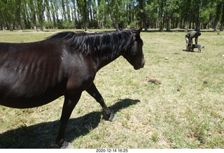 219 a0y. Argentina Eclipse Day - horses