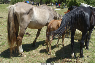222 a0y. Argentina Eclipse Day - horses