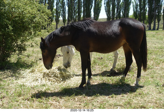 223 a0y. Argentina Eclipse Day - horses