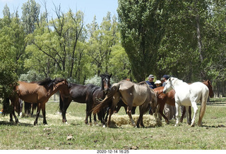 233 a0y. Argentina Eclipse Day - horses