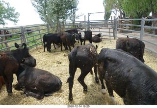 239 a0y. Argentina Eclipse Day - cows