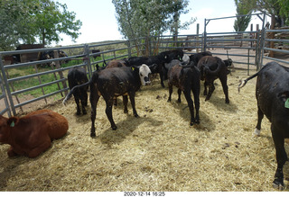 242 a0y. Argentina Eclipse Day - cows