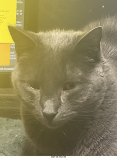 my cat Devin