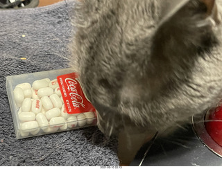 Coca-cola Tic-Tacs + my cat Devin