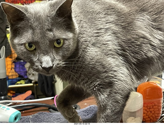 my cat Devin