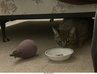 kitten Potato