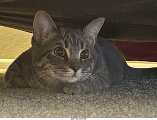 cat Potato at home