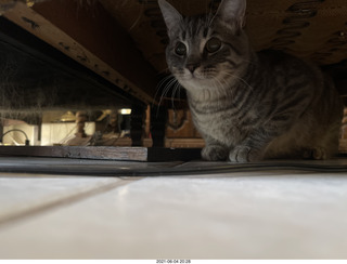 cat Potato hiding under the bed at Cat Camp