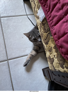 my cat Devin in cat Potato's room