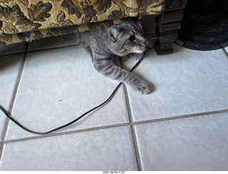 cat Potato hiding under the bed at Cat camp