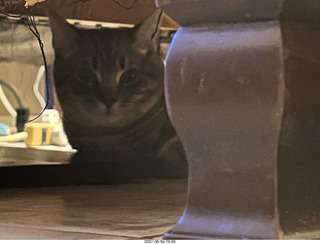 cat Potato hiding under chair at Cat Camp