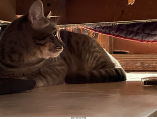 cat Potato hiding under chair at Cat Camp