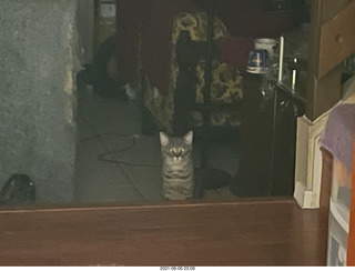 cat Potato at my house