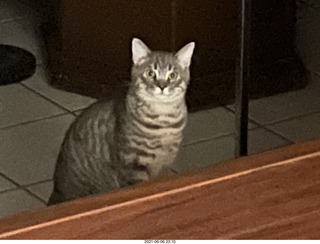 cat Potato at my house