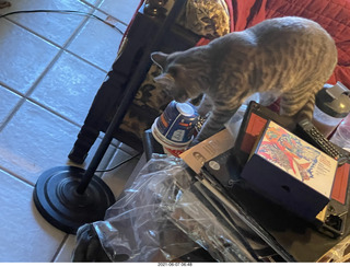 cat Potato at my house