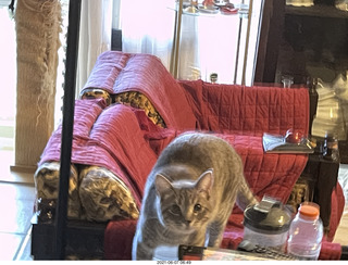 cat Potato