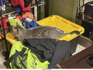 cat Potato