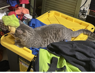 cat Potato