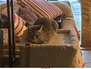 cat Potato