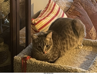 cat Potato
