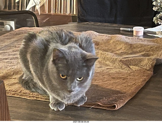 cat Potato