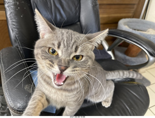 cat Potato