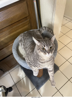 cat Potato
