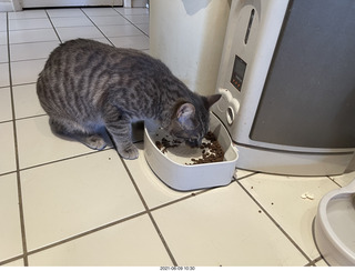 cat Potato
