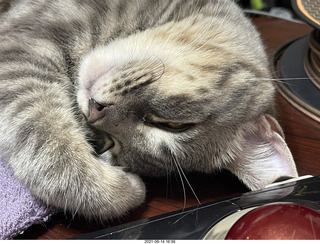 cat Potato