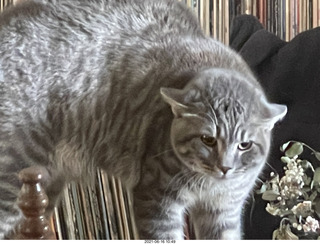 hostile cat Potato