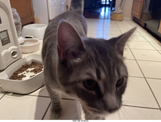 cat Potato