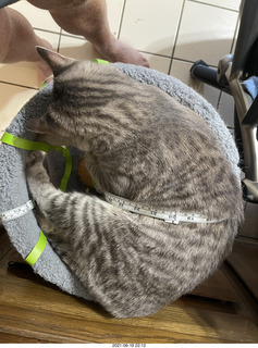 cat Potato