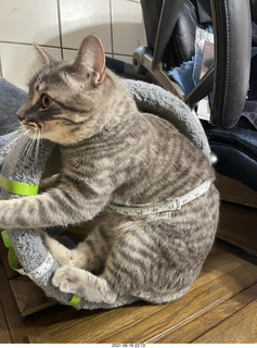 my plant cage after cat Potato sat on it