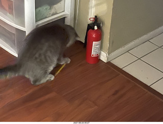 cat Potato