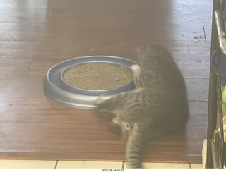 cat Potato