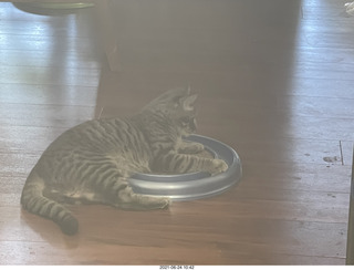 cat Potato