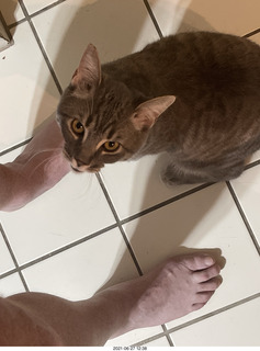 cat Potato and ball toy