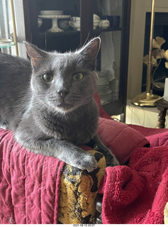 my cat Devin