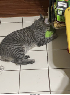 Didem and cat Potato