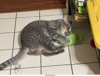 Didem and cat Potato