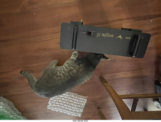 cats Potato and Max inspect a new box with cat Devin