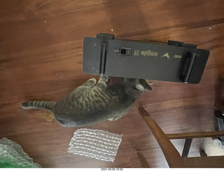 cats Potato and Max inspect a new box with cat Devin