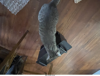 cat Potato inspecting Ealge 11 amplifier