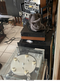 my cat Jane