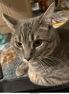 cat Potato