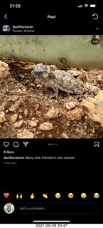 horny toad picture