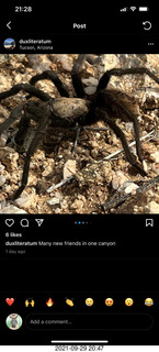 spider picture