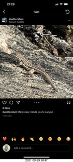 lizard picture